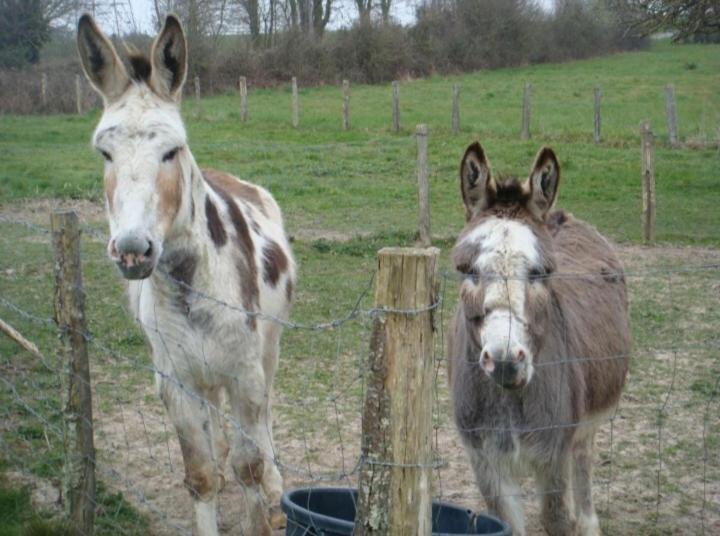 Chambres La Guejailliere Beaumont-Pied-de-Boeuf  Rom bilde